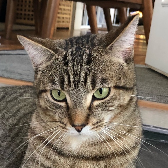 Meet your Posher, Jackson - Picture 1 of 1